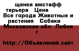 щенки амстафф терьера › Цена ­ 30 000 - Все города Животные и растения » Собаки   . Московская обл.,Лобня г.